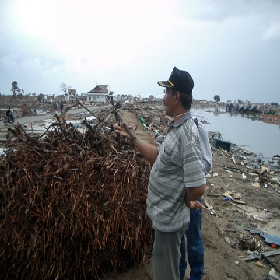 Banda Aceh Root of Drift Coconut Tree