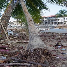 Phangnga Province (Khao Lak)Uprooted Coconut Tree